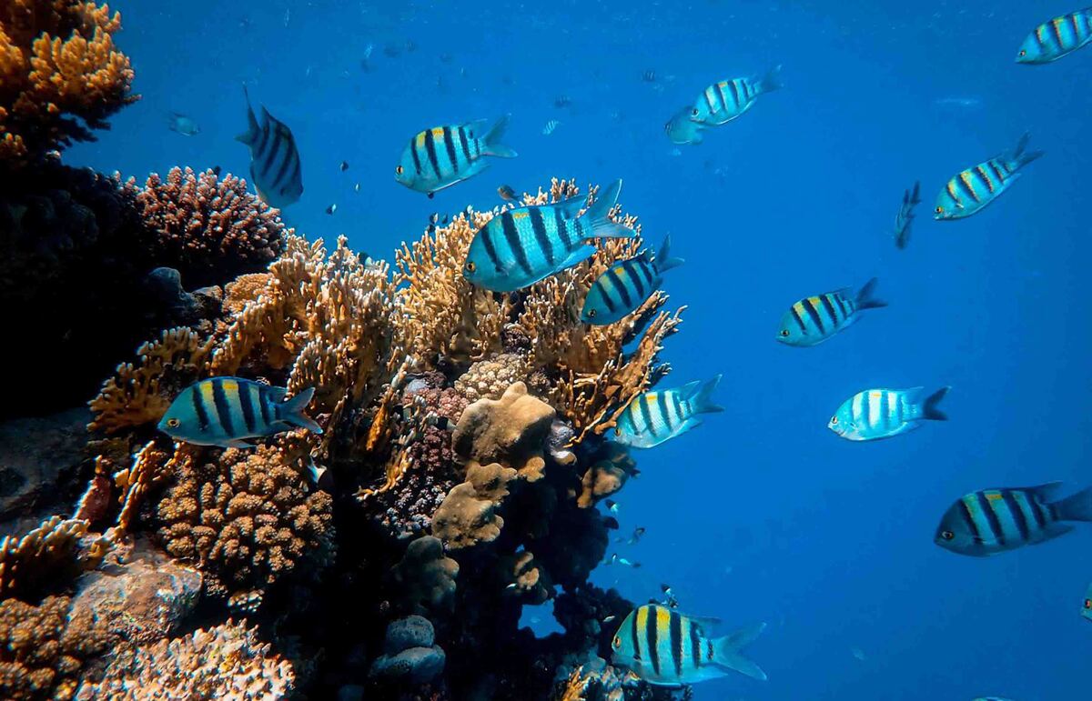 banco de peces